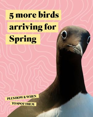 Image post by @rspb on Instagram