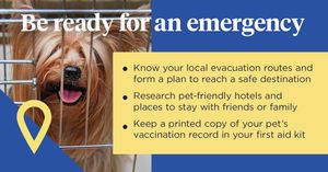 Image post by @company/nationwidepet on LinkedIn