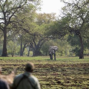 Image post by @chiawasafaris on Instagram