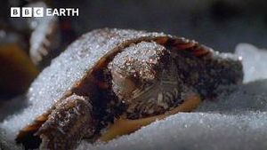 Video post by @bbcearth on YouTube