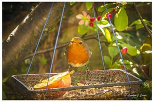 Image post by @rspb on Instagram