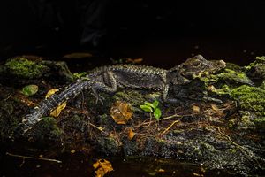 Image post by @natgeo on Instagram