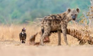 Image post by @chiawasafaris on Instagram