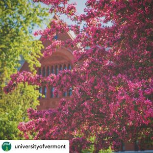Image post by @uvmwhockey on Instagram