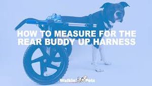 Video post by @walkinpets on YouTube