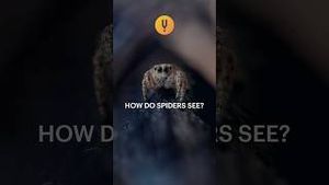 Video post by @curiositystreaming on YouTube