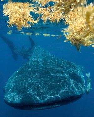 Image post by @sealegacy on Instagram