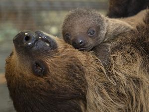 Image post by @sandiegozoo on Instagram