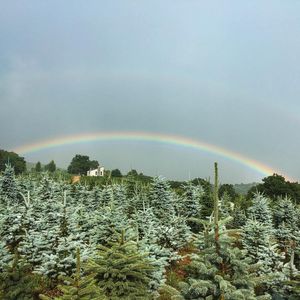 Image post by @alpertongfidanligi on Instagram