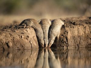 Image post by @AnimalPlanet on Twitter