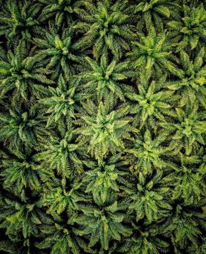 Image post by @dronepals on Instagram