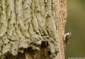 Image post by @rspb on Instagram