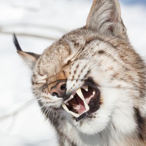Image post by @animalplanet on Instagram