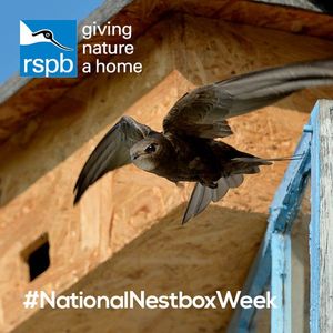 Image post by @rspb on Instagram