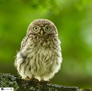 Image post by @rspb on Instagram
