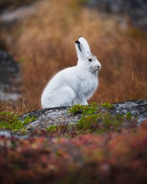 Image post by @traboldphotography on Instagram
