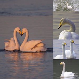 Image post by @rspb on Instagram