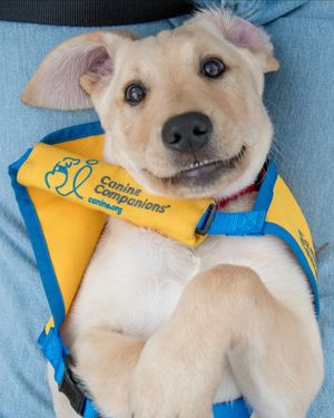 Image post by @canineorg on Instagram