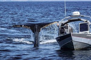 Image post by @garminmarine on Instagram