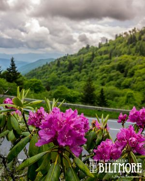 Image post by @residencesatbiltmore on Instagram
