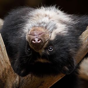 Image post by @sandiegozoo on Instagram