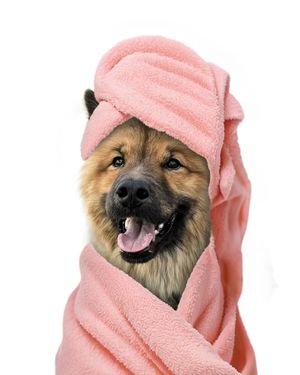 Image post by @tsukitheeurasier on Instagram