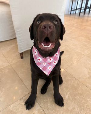 Image post by @thechonkychip on Instagram