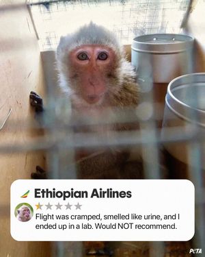 Image post by @peta on Instagram