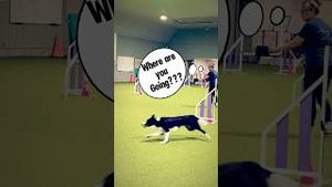 Video post by @dogsthat on YouTube
