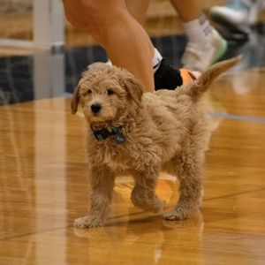 Image post by @trollswsoccer on Instagram