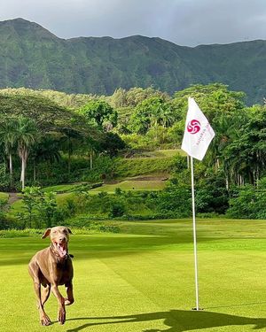 Image post by @golfdogs on Instagram