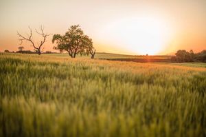 Image post by @jaumeboldu on Instagram