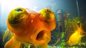 Video post by @bbcearth on YouTube