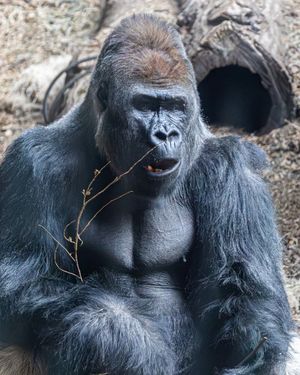 Image post by @thetorontozoo on Instagram