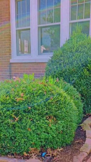 Video post by @greenworkscommercial on Facebook