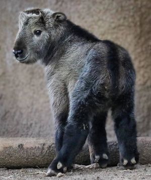 Image post by @sandiegozoo on Instagram