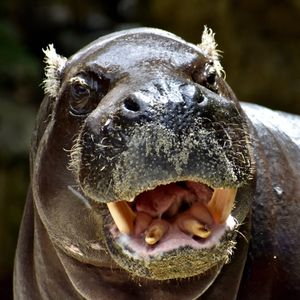 Image post by @sandiegozoo on Instagram