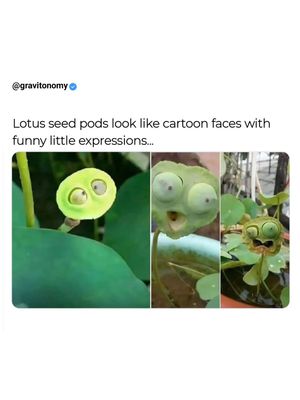 Image post by @gravitonomy on Instagram