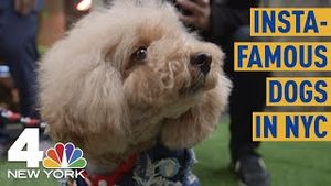 Video post by @nbcnewyork on YouTube