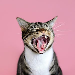 Image post by @animalplanet on Instagram