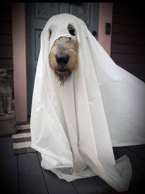 Image post by @thesavannahwolfhound on Instagram