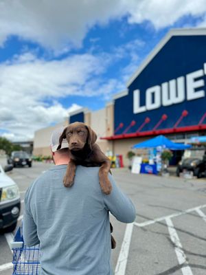 Image post by @Lowes on Twitter