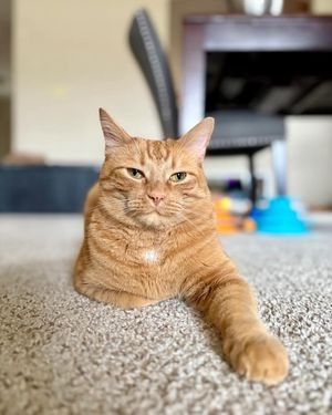 Image post by @cheeeto.the.cat on Instagram