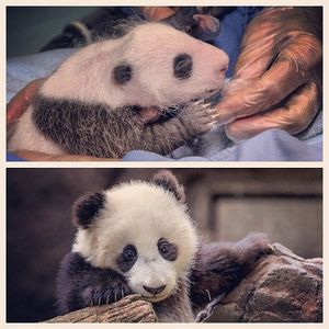 Image post by @sandiegozoo on Instagram