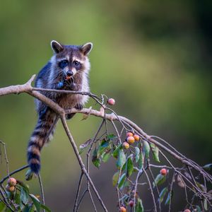 Image post by @animalplanet on Instagram