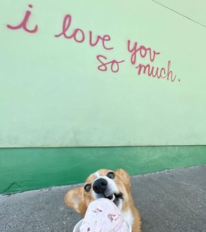 Image post by @ziggythecorg on Facebook