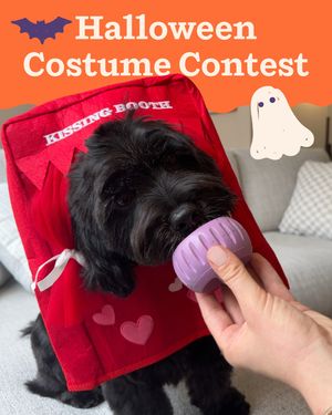 Image post by @mywoof on Instagram