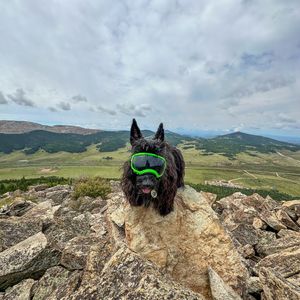 Image post by @triumphpetfood on Instagram