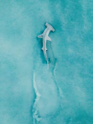 Image post by @Discovery on Twitter