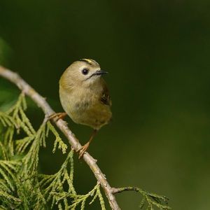 Image post by @rspb on Instagram